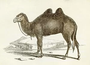 Images Dated 25th April 2017: Camel engraving 1851