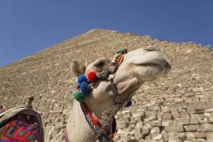 Dromedary Camel Gallery: Camel, Great Pyramid of Cheops (background), The Giza Pyramids
