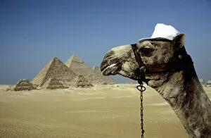 Images Dated 30th March 2014: Camel and the Great Pyramids of Giza