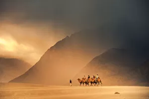 Images Dated 23rd August 2014: Camel on nubra valley desert in India