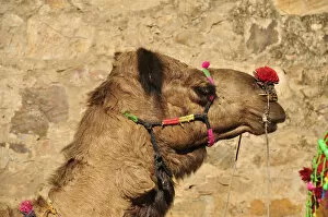 Camelidae Collection: Camel, Pushkar, Rajasthan, India