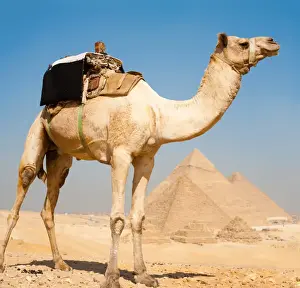 Tiered Prints: Camel Pyramids Giza All Together