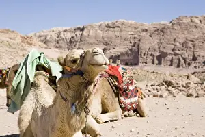 Dubai Prints: Camel in Front of Rock Formations at World Heritage Site. Dubai, United Arab Emirates