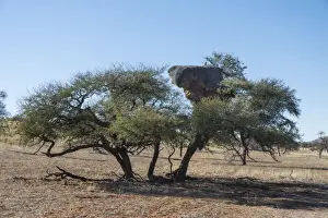 Nest Prints: Camel thorn tree -Acacia erioloba- with nesting colony of the Sociable Weaver -Philetairus socius