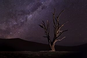 Images Dated 3rd June 2016: Camel Thorn Trees at Deadvlei near Sossusvlei with Milky Way, Namibia, Africa