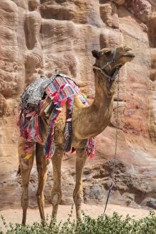 Dromedary Camel Gallery: Camel, Wadi Musa