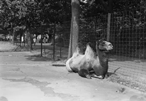 Camel in zoo
