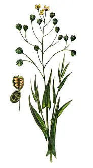 Camelina sativa, camelina, gold-of-pleasure, or false flax