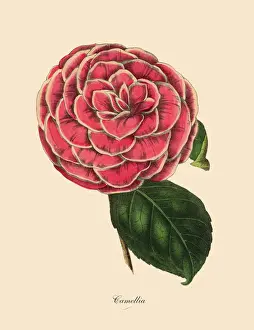Prints of Very Rare, Beautifully Illustrated Antique Engraved Victorian Botanical Illustration of Camellia, Pink Camellia Plant: Plate 52 The Book Of Practical Botany Prints: Camellia, Pink Camellia Plant, Victorian Botanical Illustration