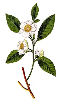 Camellia sinensis (tea plant, tea shrub, tea tree)