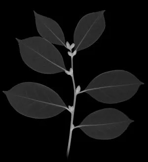 Flowers and Plants Inside Out Collection: Camellia, X-ray