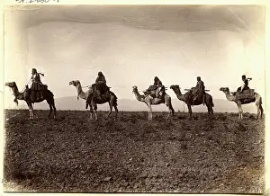 Camel Prints: Camels in Caravan Line