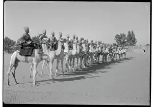 Cairo Prints: Camels and Corpsmen in Formation