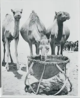 Camels Drinking from a Trough