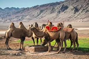 Camels at the Flaming Mountains
