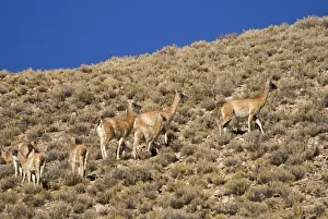 camels grazing on a hillside