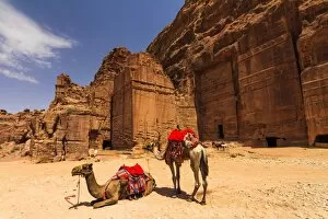 Camels near the tombs in Petra, Jordan