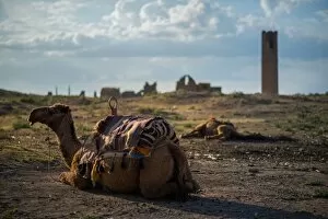 Images Dated 15th May 2013: Camels and ruins of Harrans university