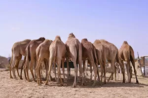 Camelid Gallery: Eight camels standing at a watering place, seen from behind, desert near Abu Dhabi