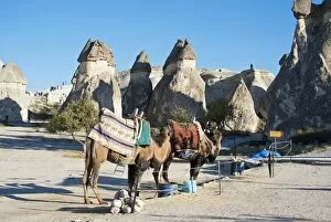 Images Dated 5th November 2014: Camels with a Turkish rug on its back, Cappadochia