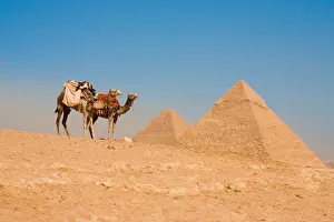 Tiered Prints: Camels Waiting Pyramids Cheops Khafre Khufu