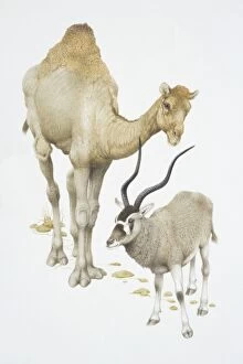 Bovidae Gallery: Camelus dromedarius and addax nasomaculatus, Dromedary camel and Addax, front view