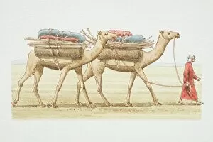 Camelidae Collection: Camelus dromedarius, two Dromedaries with load on their backs being led by a man in arab dress