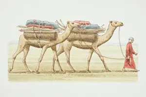 Camelidae Prints: Camelus dromedarius, two Dromedaries with load on their backs being led by a man in arab dress across the desert
