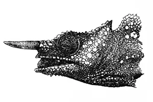 Chameleon Prints: Cameroon sailfin chameleon