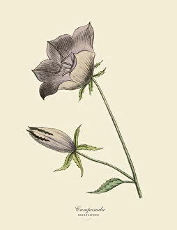Single Flower Collection: Campanula or Bellflower Plant, Victorian Botanical Illustration