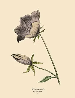 Images Dated 28th March 2016: Campanula or Bellflower Plant, Victorian Botanical Illustration