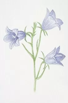 Campanula rotundifolia, Harebell flowers