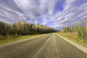 British Columbia Prints: Canada, British Columbia, quaking aspen trees beside highway, autumn