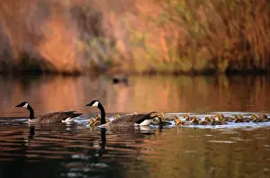 Canada Geese (Branta Canadensis) with Goslings