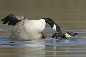 Images Dated 27th March 2011: Canada geese -Branta canadensis- mating in water