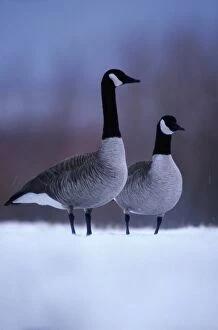 New Mexico Collection: Canada geese (Branta canadensis) in snow
