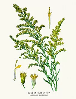 Single Flower Collection: Canada goldenrod