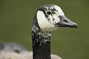 Canada Goose -Branta canadensis-, plumage markings suggest it could possibly be a hybrid, North Rhine-Westphalia