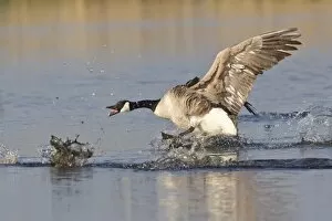 Images Dated 7th May 2013: Canada Goose -Branta canadensis- chasing rival, North Rhine-Westphalia, Germany