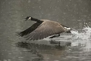 Images Dated 11th March 2013: Canada Goose -Branta canadensis-, Oesinghausen, Bergisches Land, North Rhine-Westphalia, Germany