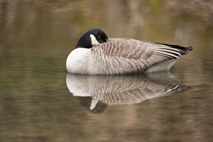 Images Dated 8th April 2013: Canada Goose -Branta canadensis- in water, North Rhine-Westphalia, Germany
