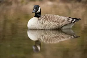 Reflected Gallery: Canada Goose -Branta canadensis- in water, North Rhine-Westphalia, Germany