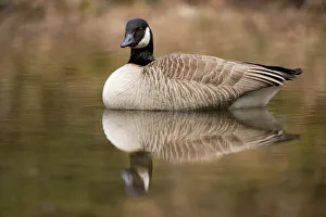 Images Dated 8th April 2013: Canada Goose -Branta canadensis- in water, North Rhine-Westphalia, Germany