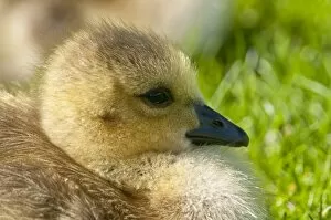 Images Dated 11th May 2011: Canada Goose Gosling