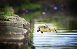 Prints of Adorable Canada Goose gosling caught in mid air as he leaps into Argyle Lake to join his family Funny Animal Prints: Canada Goose Gosling Caught in Mid Air as He Makes a Leap into the Water
