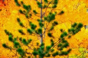 Canada. Pine against aspen trees, autumn. Yukon