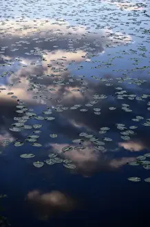 John Eastcott And Yva Momatiuk Photography Prints: Canada. Water lilies are a family of approximately 70 species of aquatic flowering plants