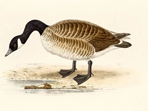 Oriental Style Woodblock Art Collection: Canadian goose or Cravat goose, 19 century science illustration