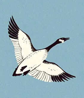 Canadian Goose Flying