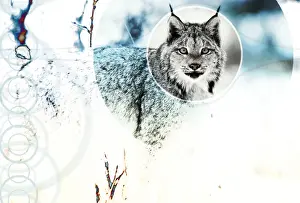 Concentric Prints: Canadian Lynx